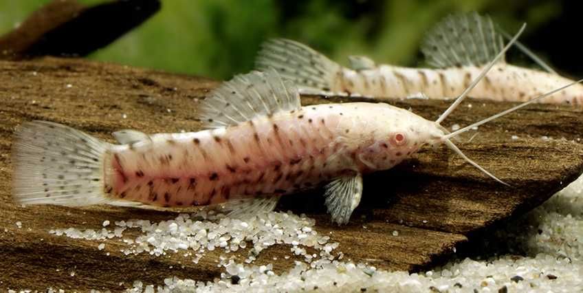 GB Kiryśnik czarnoplamy/złoty albinos(Megalechis thoracata) dowóz ryb!