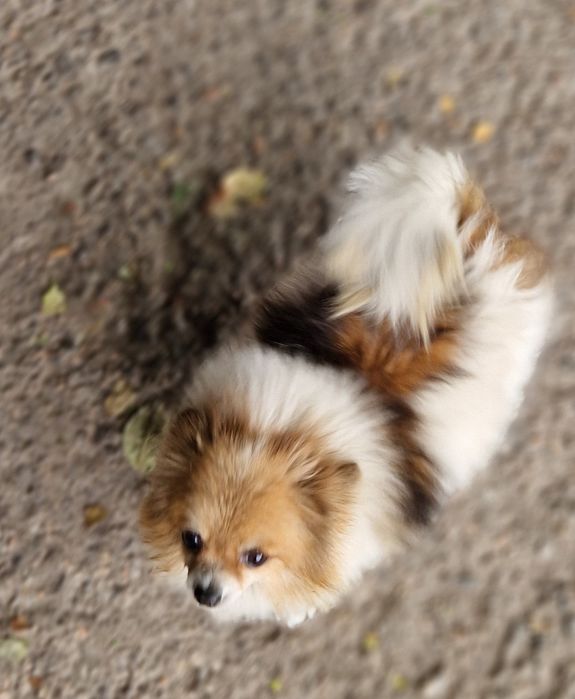 Шпіц доросла дівчинка