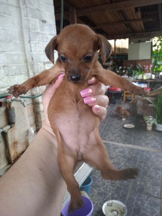 Цуценята Такси та Джек Рассел