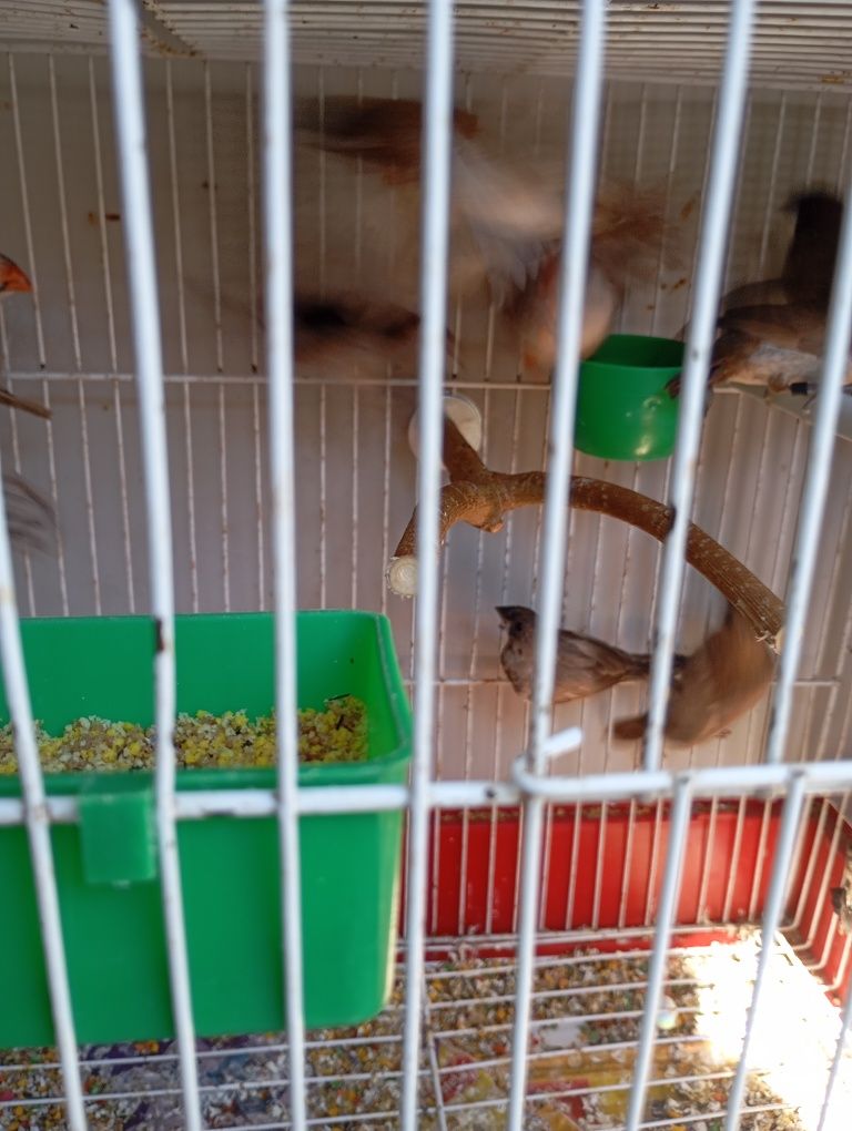 Bengalins, Mandarins