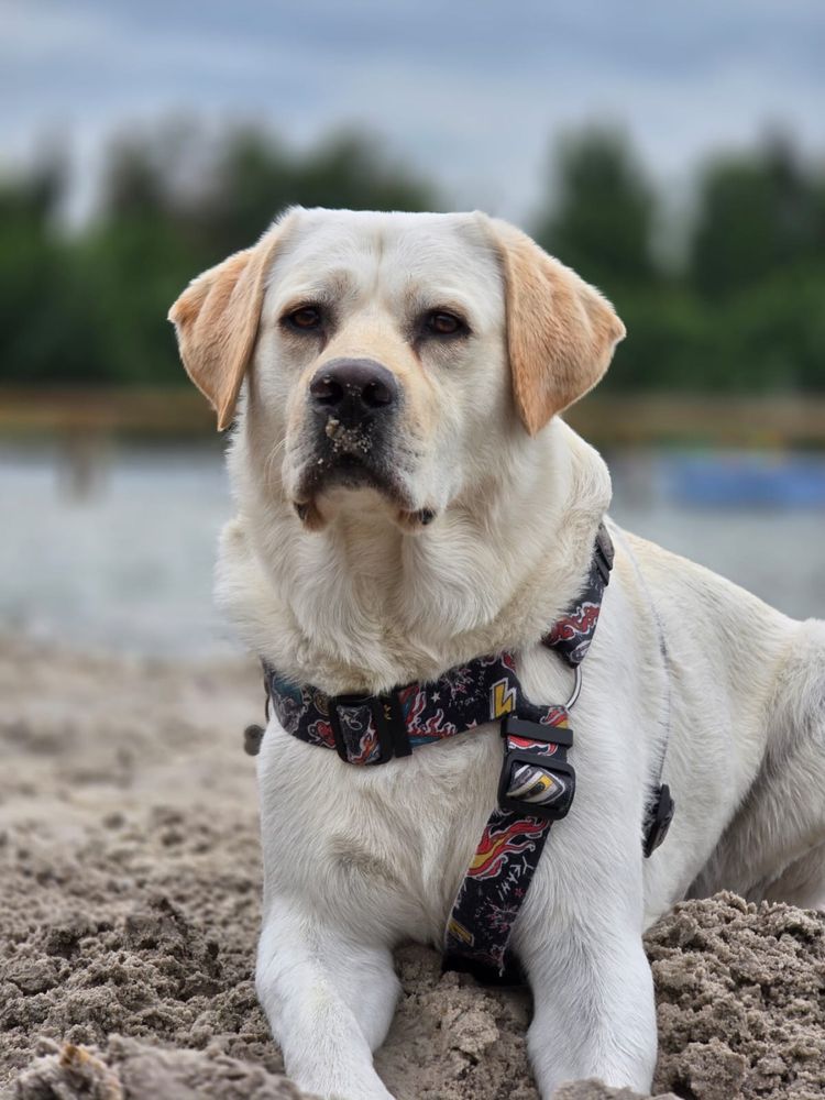 Piękny szczeniak Labrador Retriever