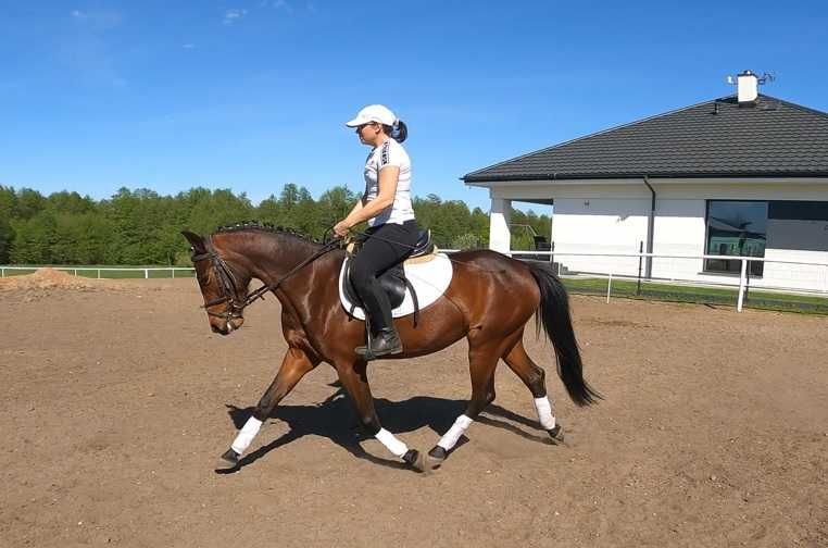 Sprzedam Klacz kuc 140 cm Transport Gratis