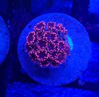 Goniopora ultra premium. RARYTAS. Koralowiec LPS . Akwarium morskie