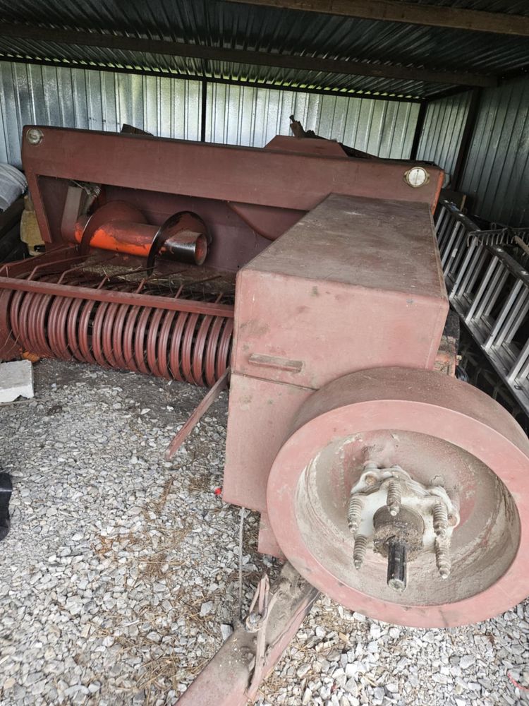 Sprzedam prase sipma z224