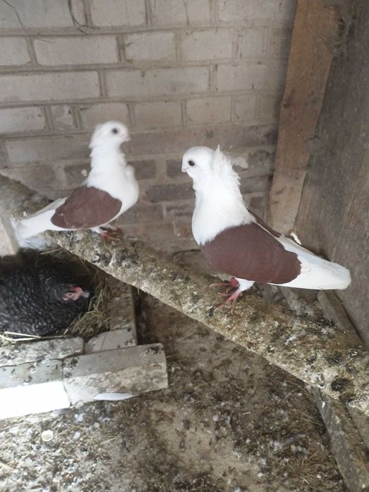 Para gołębi mewek