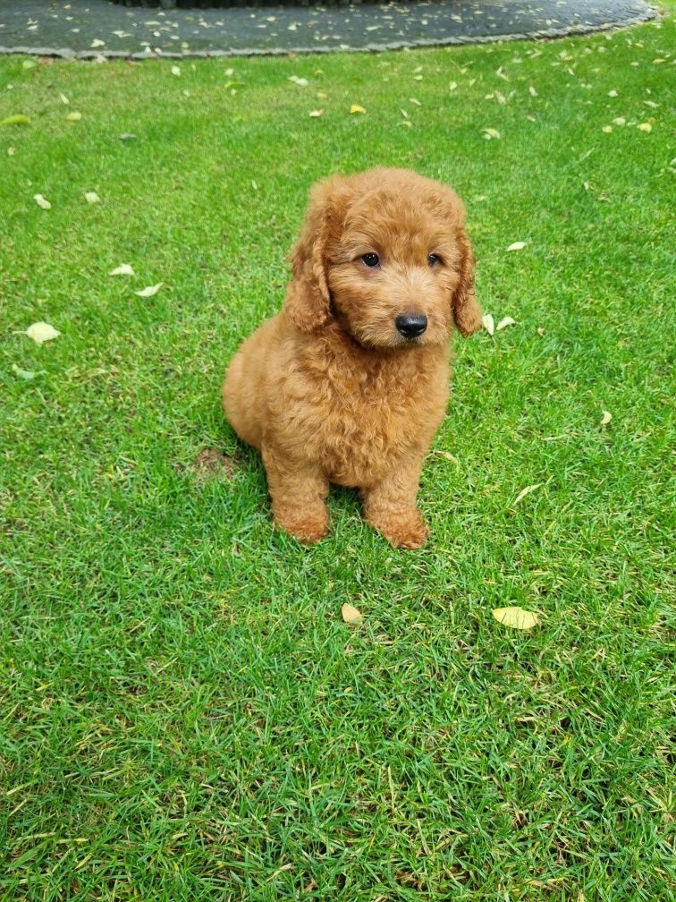 Golden Retriever Pudel miniaturowy Goldendoodle MINI piesek