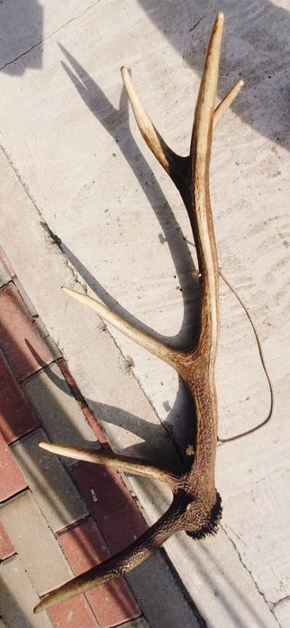 Poroże jelenia rogi zrzut wieniec