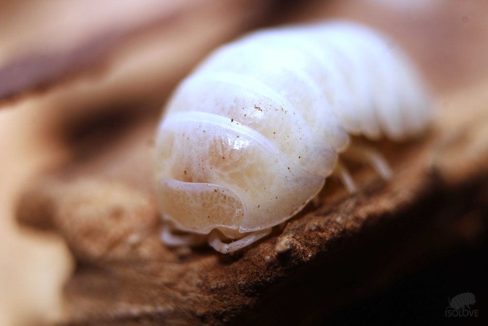 Armadillidium vulgare "white out", białe równonogi, isopoda, kulanki