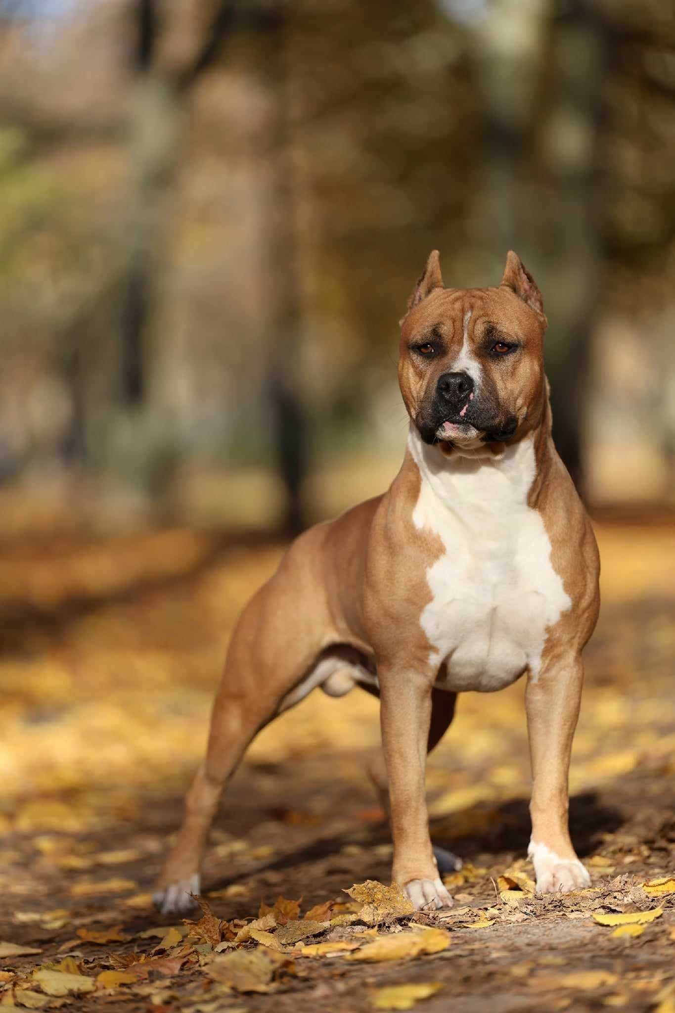 Amstaff piękna suczka z rodowodem ZKwP(FCI) po championach