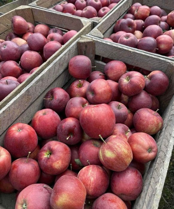 Świeże  jabłka prosto od rolnika