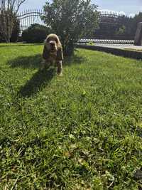 Cocker Spaniel Angielski