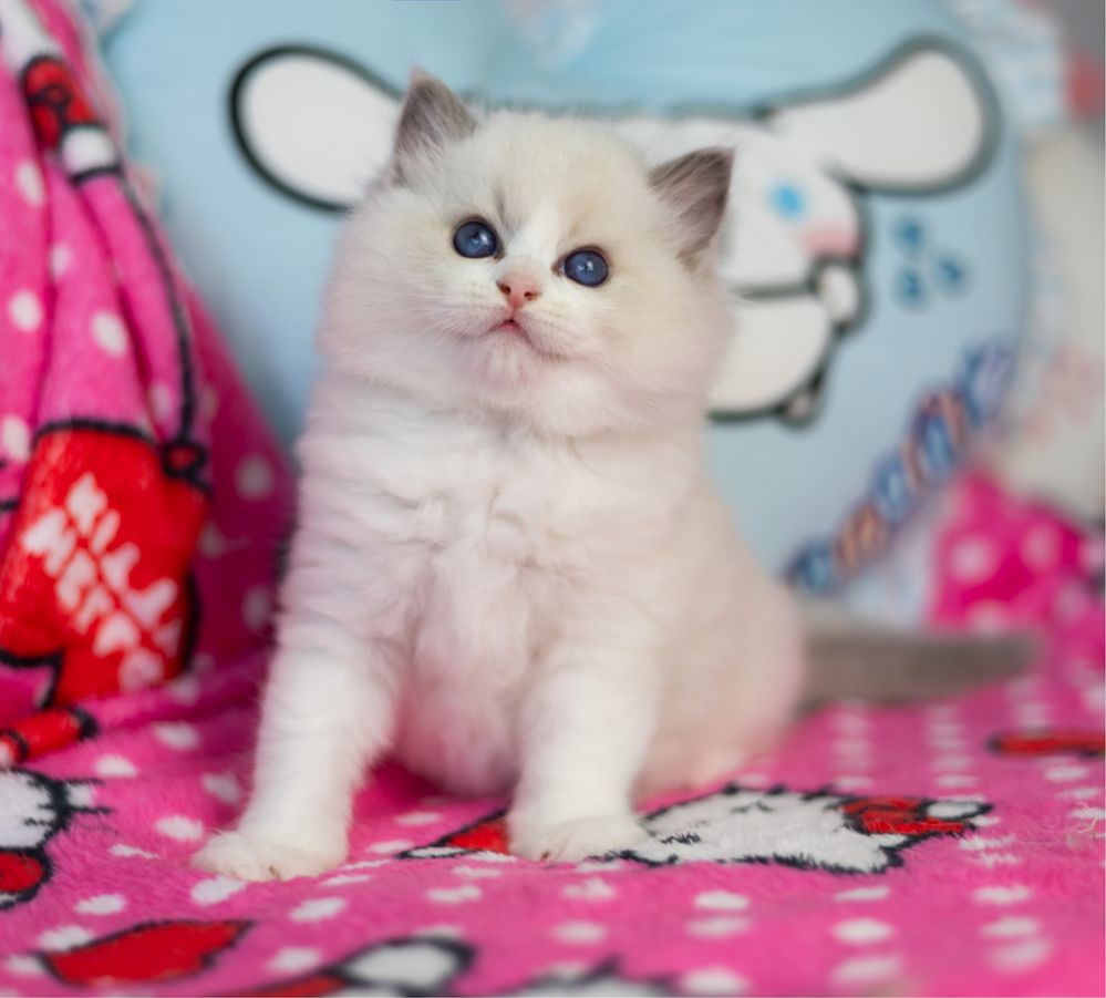 Chlopiec Ragdoll rodowod Fpl