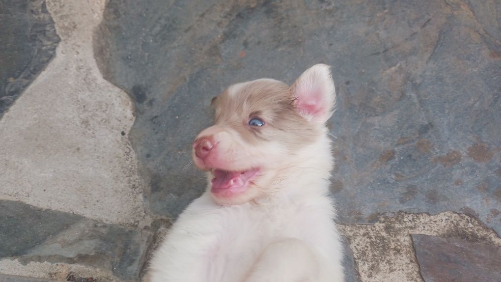 Border collie com pedigree red merle