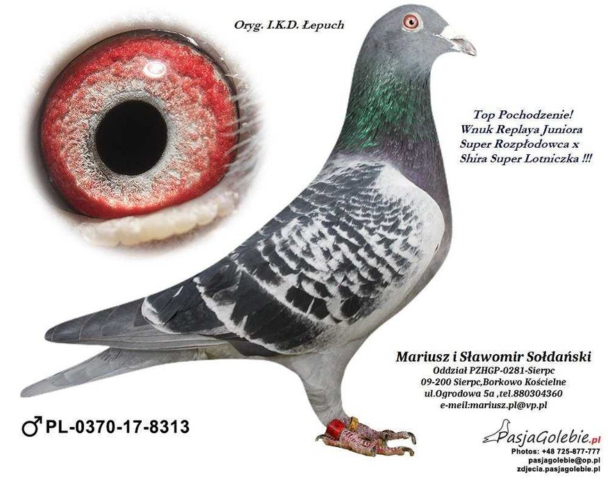 Gołębie Pocztowe - I.K.D. łepuch