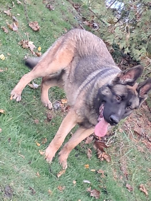 Owczarek niemiecki wilczasty