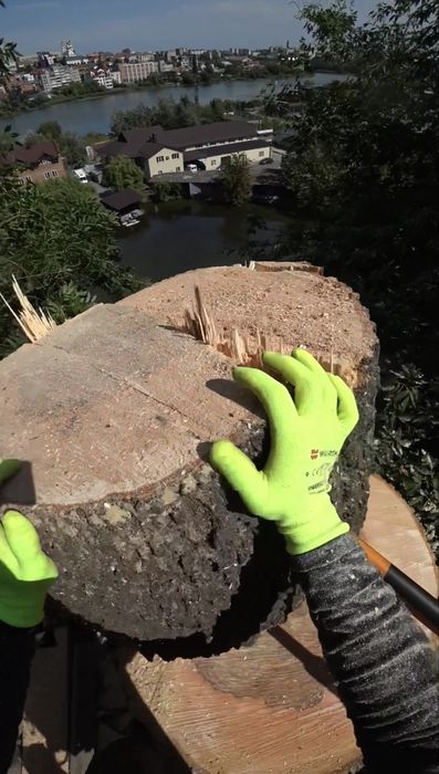 Видалення складних дерев, зрізати дерево, чистка ділянок, подрібнення