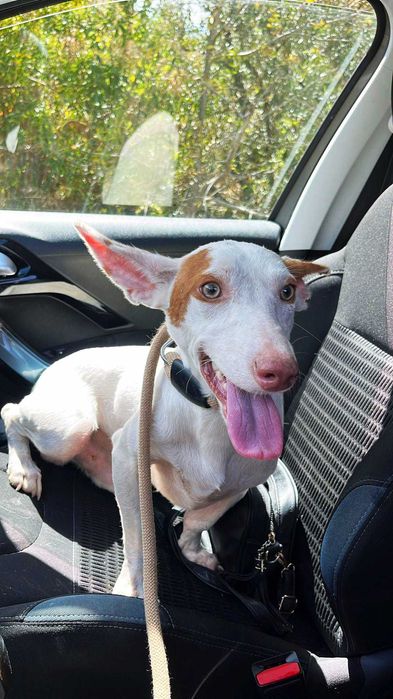 Benjy - Para Adopção