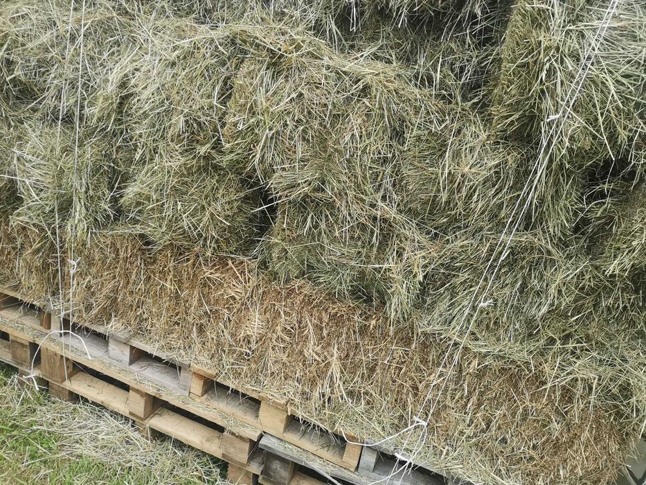 Siano w kostkach 2025