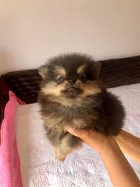 Lulu da Pomerânia Super Mini c/LOP