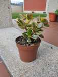 Plantas suculentas.