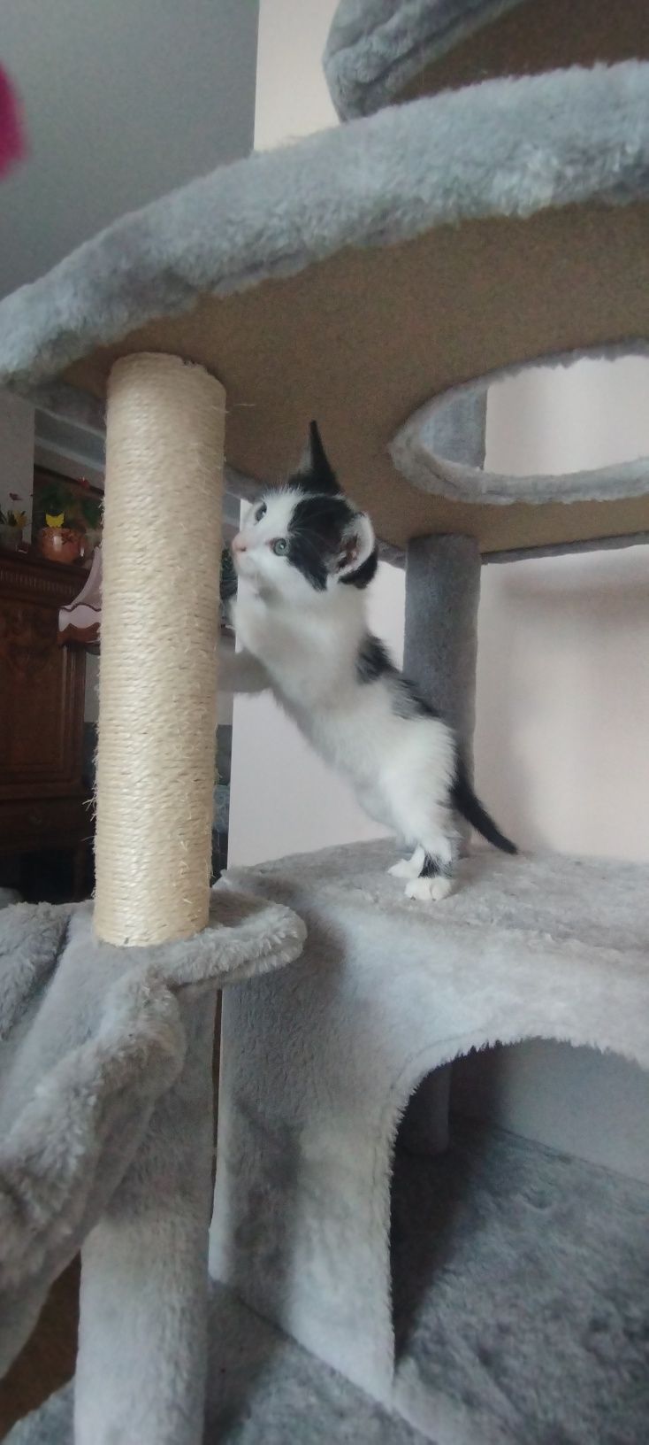 Oddam kotki w dobre ręce