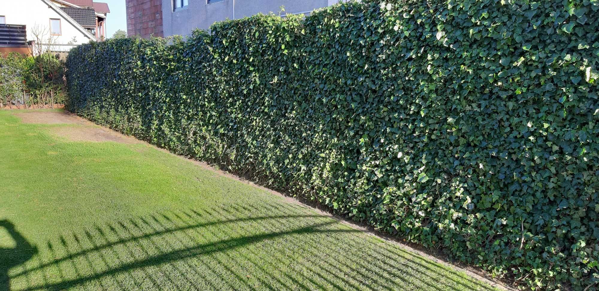 Bluszcz pospolity hedera helix na mur siatkę skarpę