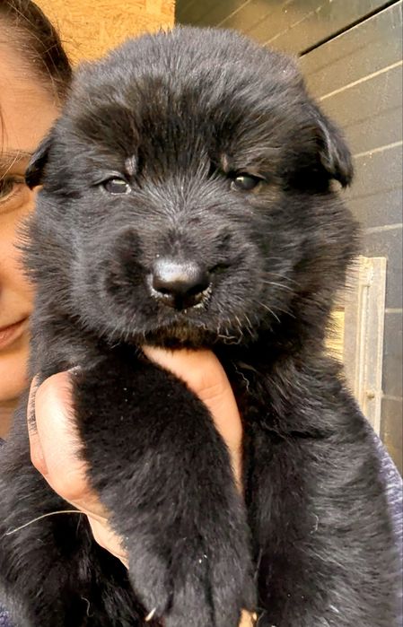 Owczarek Niemiecki Krótkowłosy - ZKwP/FCI - Piesek CZARNY