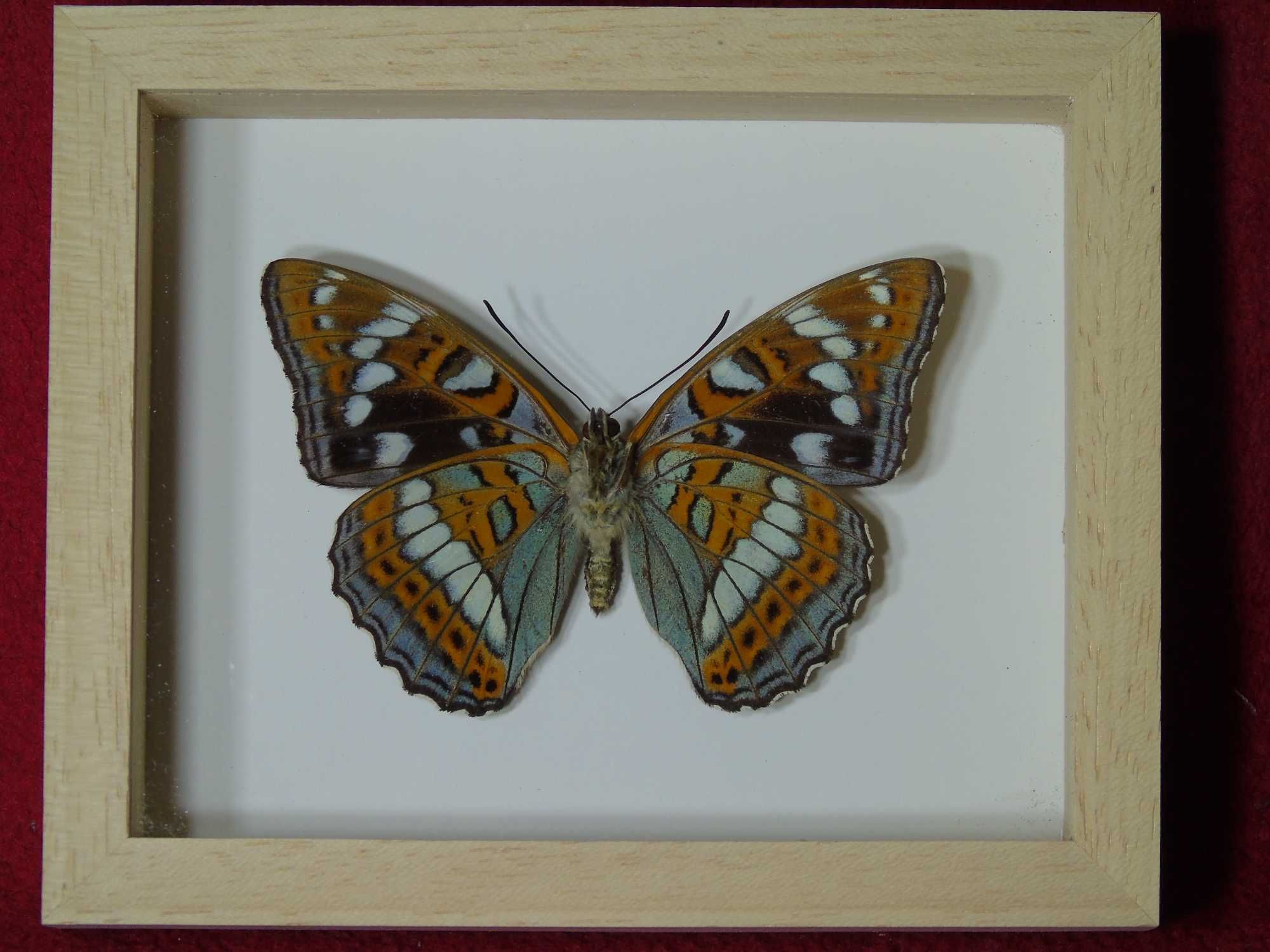 Motyl w ramce / gablotce 12x10 cm . Limentis populi - Polski motyl .