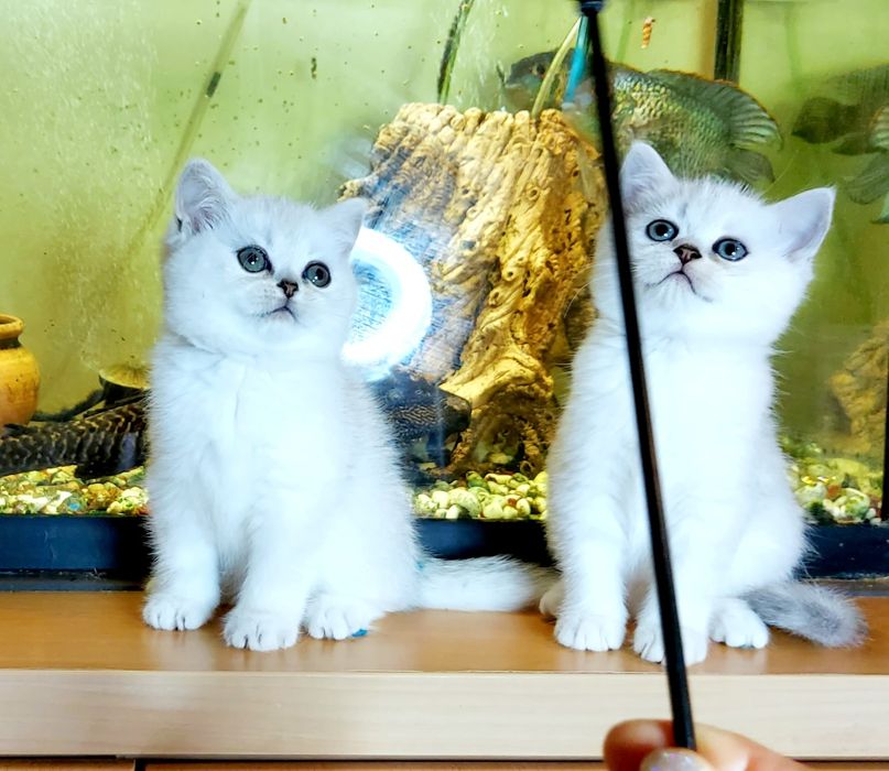Распродажа! Котята британской серебристой шиншиллы купить в Киеве в Ук