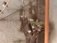 Lote de mandarins