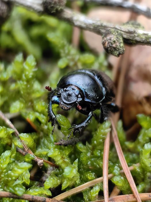 Huawei P60 Pro 8/256 wzorowy Rococo Pearl