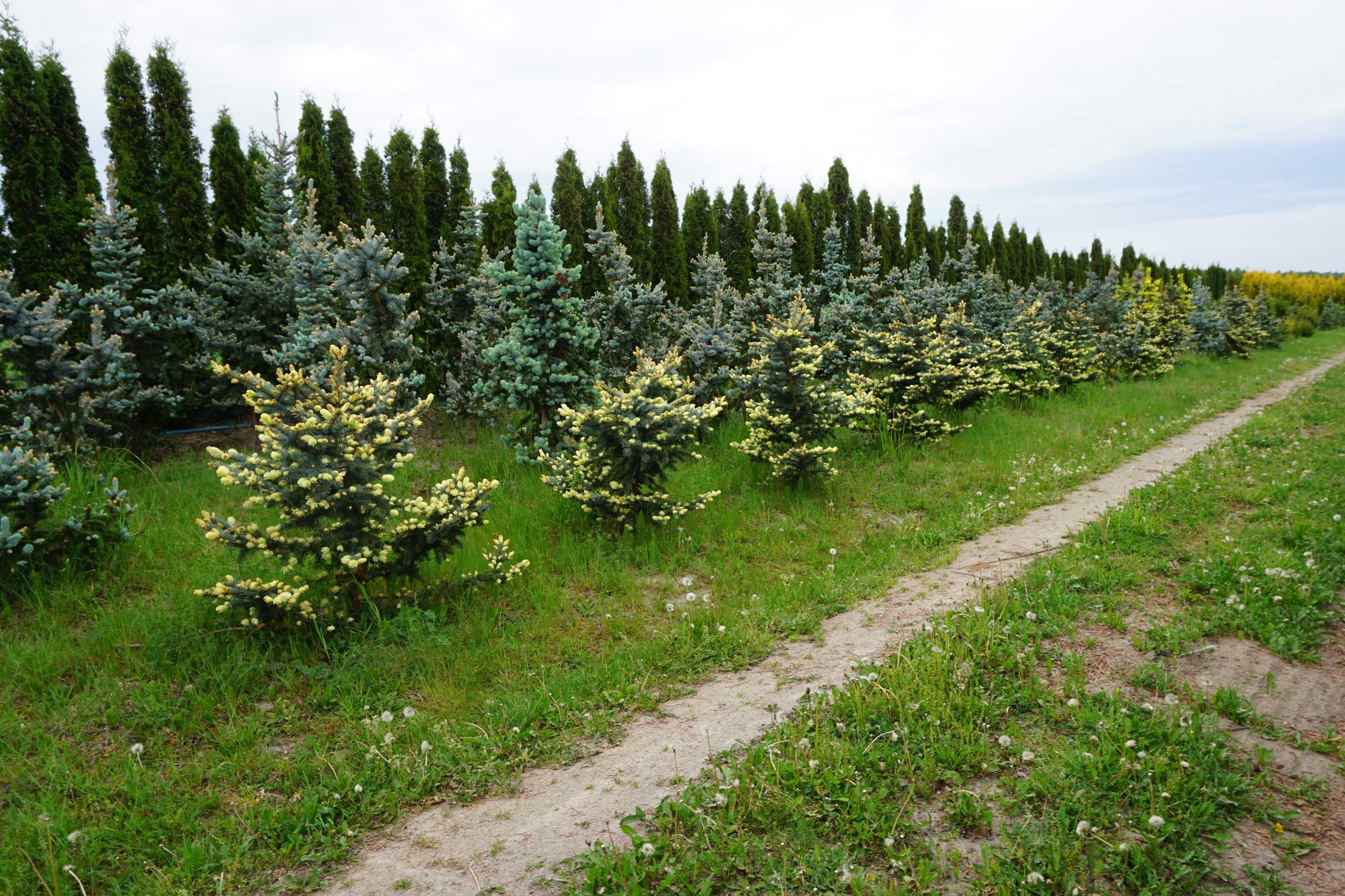 świerk Maigold Białobok Hoopsii GOLD DRIFT the blues PENDULA BRUNS