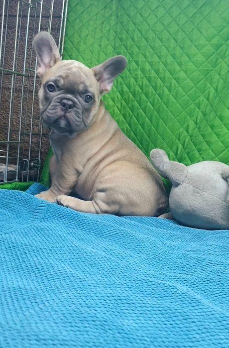 Дівчинка французский бульдог