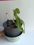 Monstera Adansonii Indonesian Marble syngonium philodendron