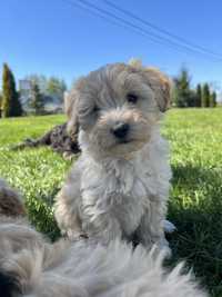 Suczka maltipoo, tata pudel miniaturka FCI x maltanczyk