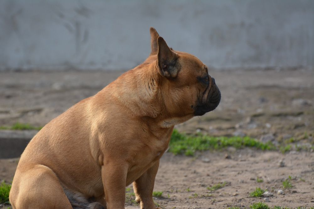 Французский бульдог, вязка. КСУ.