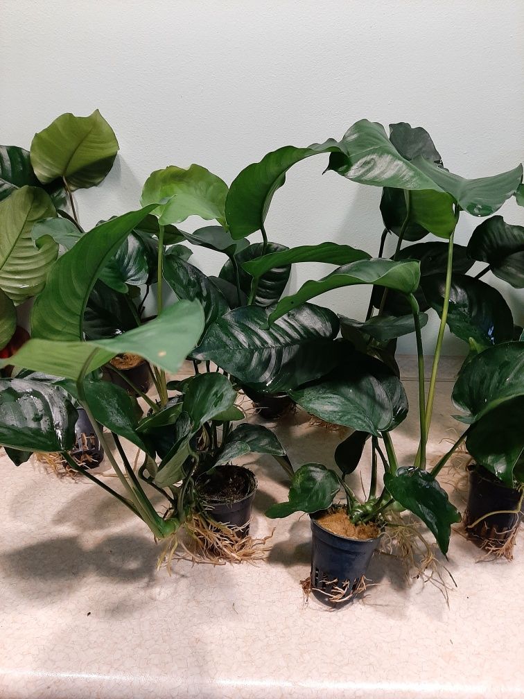 Anubias Bartera duży