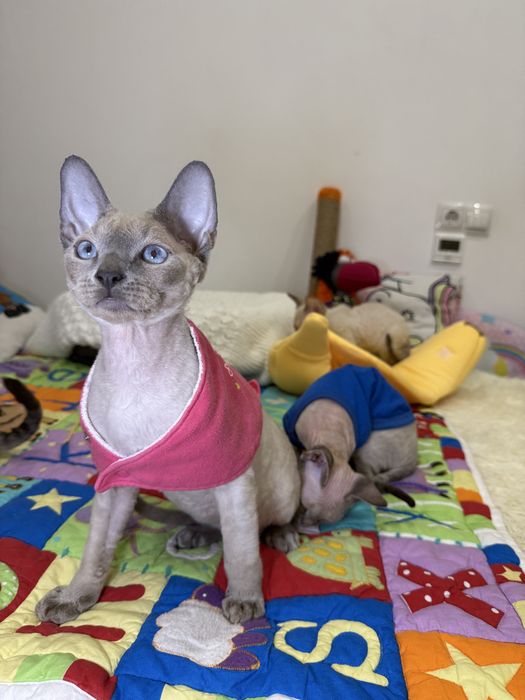 Семен, яркий голубоглазый котенок ищет маму