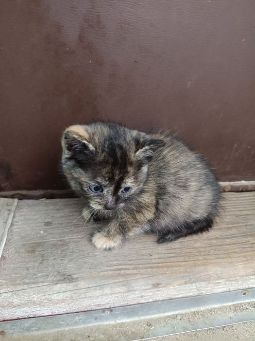 Шукаємо люблячу родину для кошенятки