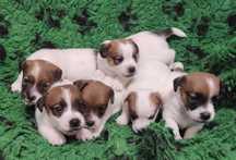 Jack Russell Terrier ZKwP,FCI - Szczenię gładkowłose | Champion Polski