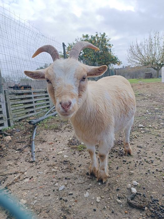 Cabras anãs domésticas