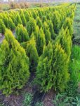 140см Туя східна Aurea Nana / Аурея Нана