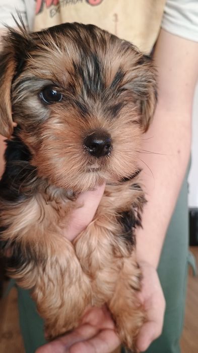 Yorkshire terrier piesek Rodowód Chip