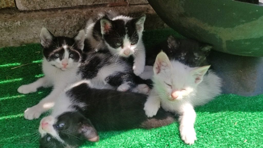 Gatinhos para dar