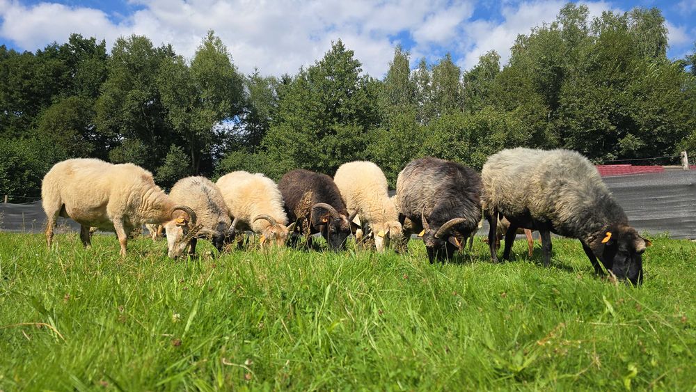 owce wrzosowate na sprzedaż