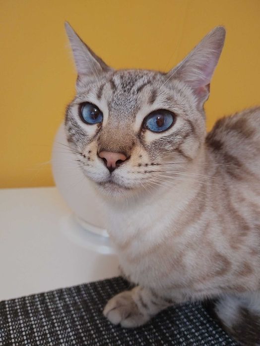 Koty rasowe bengalskie