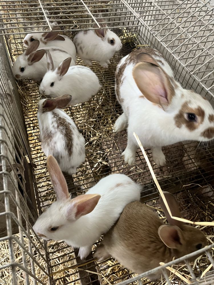 Coelhos para reprodução