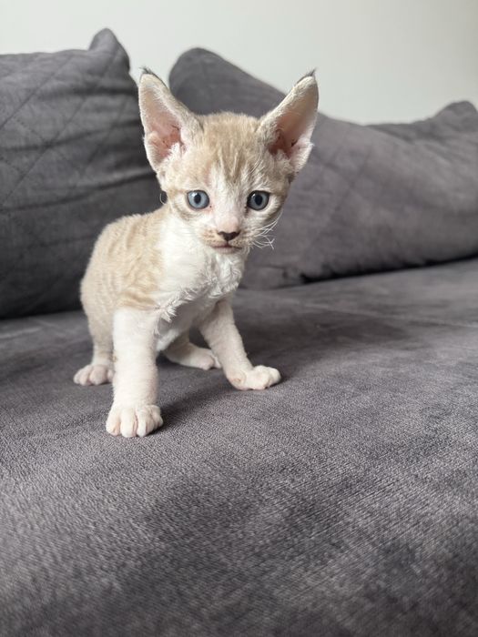 Śliczne kocięta Devon Rex - Słodka Jagoda*PL