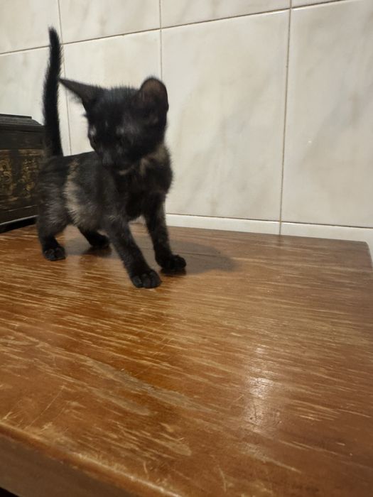 dou gatinhos