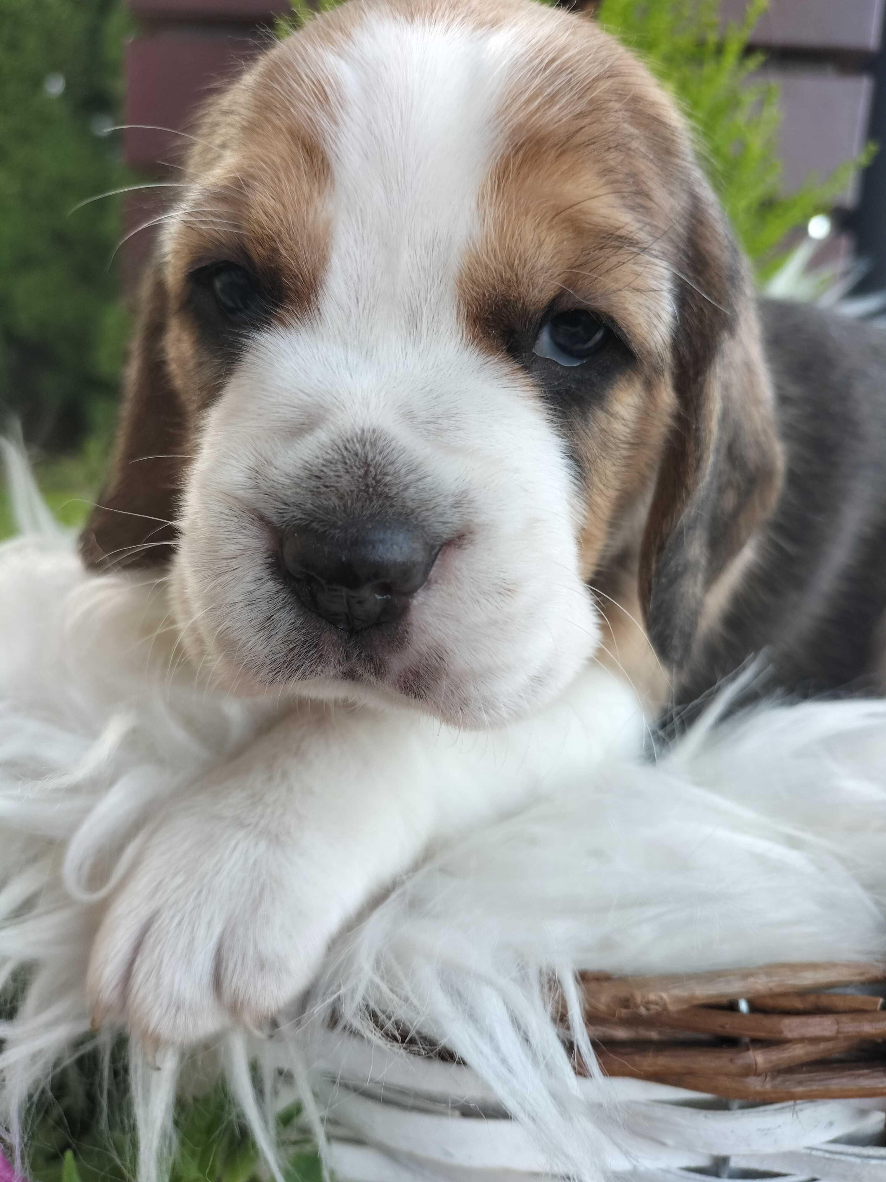 Sunia rasy Beagle Lila